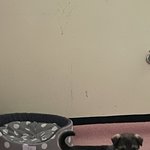 [강아지] 하나뿐인 <b>믹스</b>견 초비 구경하세욤 ❤️