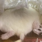 [19] 햄스터 궁<b>댕이</b>