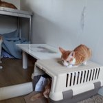 고양이 <b>사료</b>, 모래 남는분들 조금만 보내주실 수 있으신가요..?