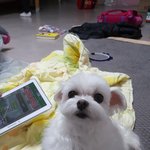 솜이의 가슴털좀 보고 가실께요