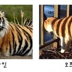 아니 내일 춘추복 <b>입구</b>오랭