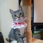 [댓글부탁해] 난 <b>공준</b>데?