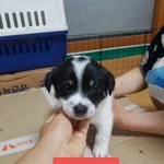[강아지] <b>보나</b> 애기들 가족을 찾습니다