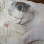 [고양이] <b>방콕</b>냥이 딸기예요