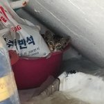 [고양이] 얼굴에 자신있는 빼꼼이