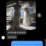 애옹이 <b>귀</b><b>욥</b>지ㅠ