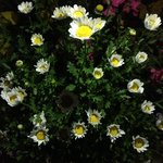 [댓글부탁해] <b>더블</b>데이트에 혼자가겠다는 남친