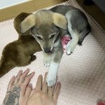 [강아지] 귀여운 초비 보러오세요❤️