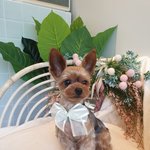 <b>짱아</b>는 못말려 ㅎㅅㅎ