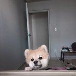 [강아지] 우리 <b>츄츄</b> 예쁜거 세상이 다 알게 해주세용~