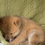 [강아지] <b>희희</b> 우리 고모집 시골 강쥐 봐 줘요!