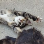 [고양이] 오늘도 햇살아래서 빼꼼히 쳐다보는 빼꼼이