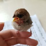 [댓글부탁해] 아기<b>참새</b> 주움