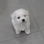 [강아지] 우리집 귀여운 막내 한번씩만 보고가