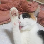 [고양이] 오늘은 개냥이 <b>딱지</b>의 생일~~!!~~!!