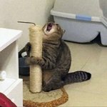 [방탄소년단] 애<b>옹아</b>아아앙아아악 토끼야아아아아아앙ㄱ!!!!!
