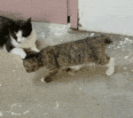 [고양이] <b>맛깔</b>나게 뒤집는 빼꼼이