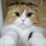 [고양이] 셀카찍는 고양이 라멜냥의 깜찍한 모습들!