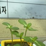 [댓글부탁해] 내가 키운 <b>해바라기</b> 봐줘