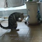 [댓글부탁해] 나 시험<b>칠</b>때마다 비가와