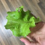 [알페스] <b>상추</b> 수확했당~