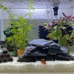 [댓글부탁해] 키우던 <b>가재</b>가 죽었어...ㅠㅠㅠ