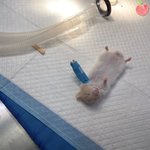 [댓글부탁해] 지랄<b>이노</b> 아니지 않냐