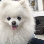 [댓글부탁해] <b>애완</b>코끼리 키우고싶다