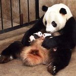 [19] 와ㅋㅋㅋ <b>애미</b>판다는 새끼가 둘이나있네ㅋㅋㅋ