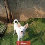 [강아지] <b>피부병</b>이 심했던 두아이들