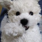 [강아지] 우리<b>집</b> 귀여운 막내 <b>한</b>번씩만 보고가 (2)