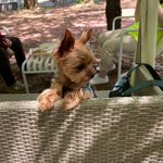 <b>짱아</b>는 못말려 2탄