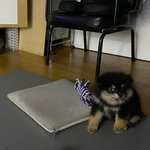 [강아지] 심심하면 <b>포메</b> 믹스나 보고가셔