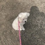 ㄹㅇ 등교<b>중지</b> 안 하고 계속 강행임...?