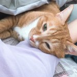 [고양이] 까칠냥 <b>토리</b>의 사랑스러움