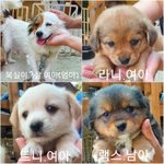 [도와주세요] 시골 강아지들ㅠ