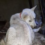 [강아지] <b>생사</b>를 넘나들던 다복이 이야기