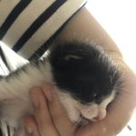 고양이<b>입양</b>하실분 계신가요?