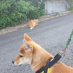 골목대장 냥이 <b>행님</b>과의 만남