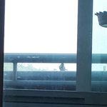 우리집에 참새 많이 <b>놀러</b>온다