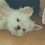 [드루와] +)귀여운강아지대회