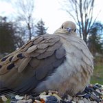 식사하러 오신 숲 속 칭<b>구들</b>