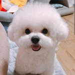 댕댕이 <b>MBTI</b> 개신기해