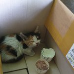 고양이 구조했는데 어떻게해줘야하나요