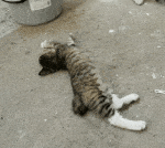 애옹이 짤 넘 <b>기엽</b>지않냐ㅠㅠㅠㅠㅠㅠ