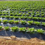 [밭딤] 이때는 어ㅐ그랬어