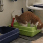 얘들아 너네도 가이드끼고 가는 해외여행 싫어?