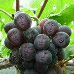 [인피니트] ㅅㄷ?)아 근데 나 진짜 카르페<b>디엠</b> 해야해