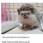 <b>버럭</b>도치야한번만봐주라 제발..