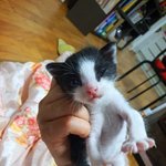 [고양이] 우리 예쁜 뽀리 좀 보고가세요